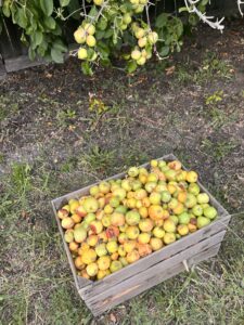 free apples," "homegrown tomatoes," "acts of kindness," and "sharing," 