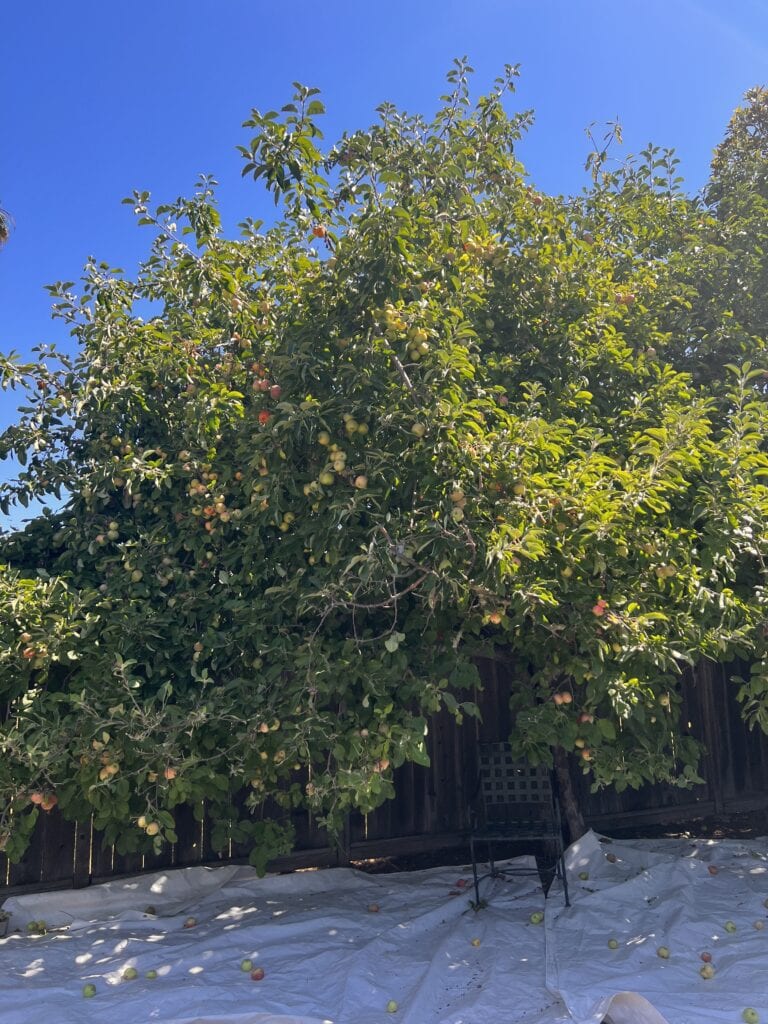 A large tree with green leaves in the middle of it.