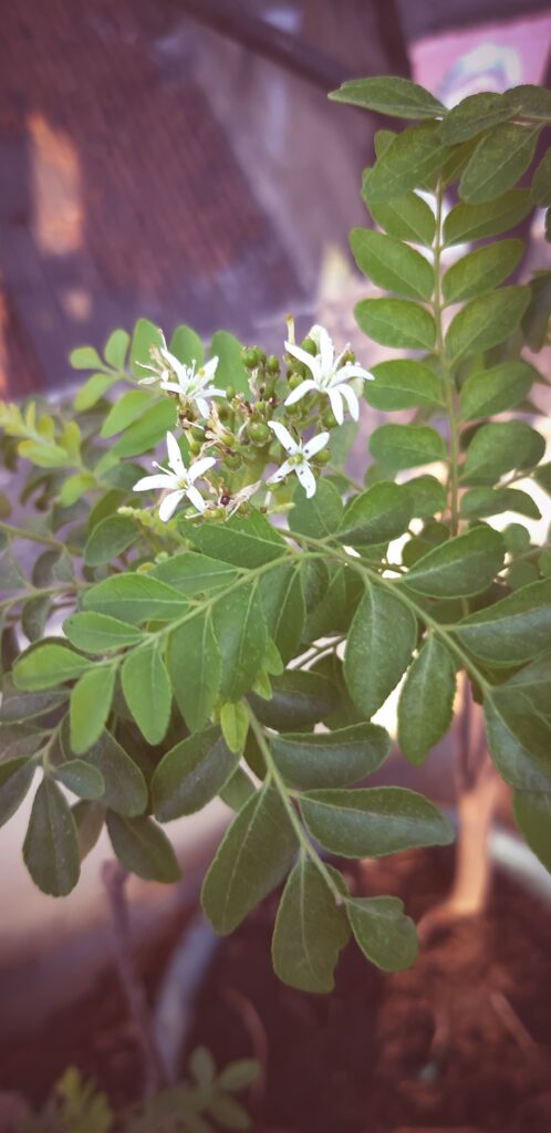 A close up of leaves and flowers on a tree