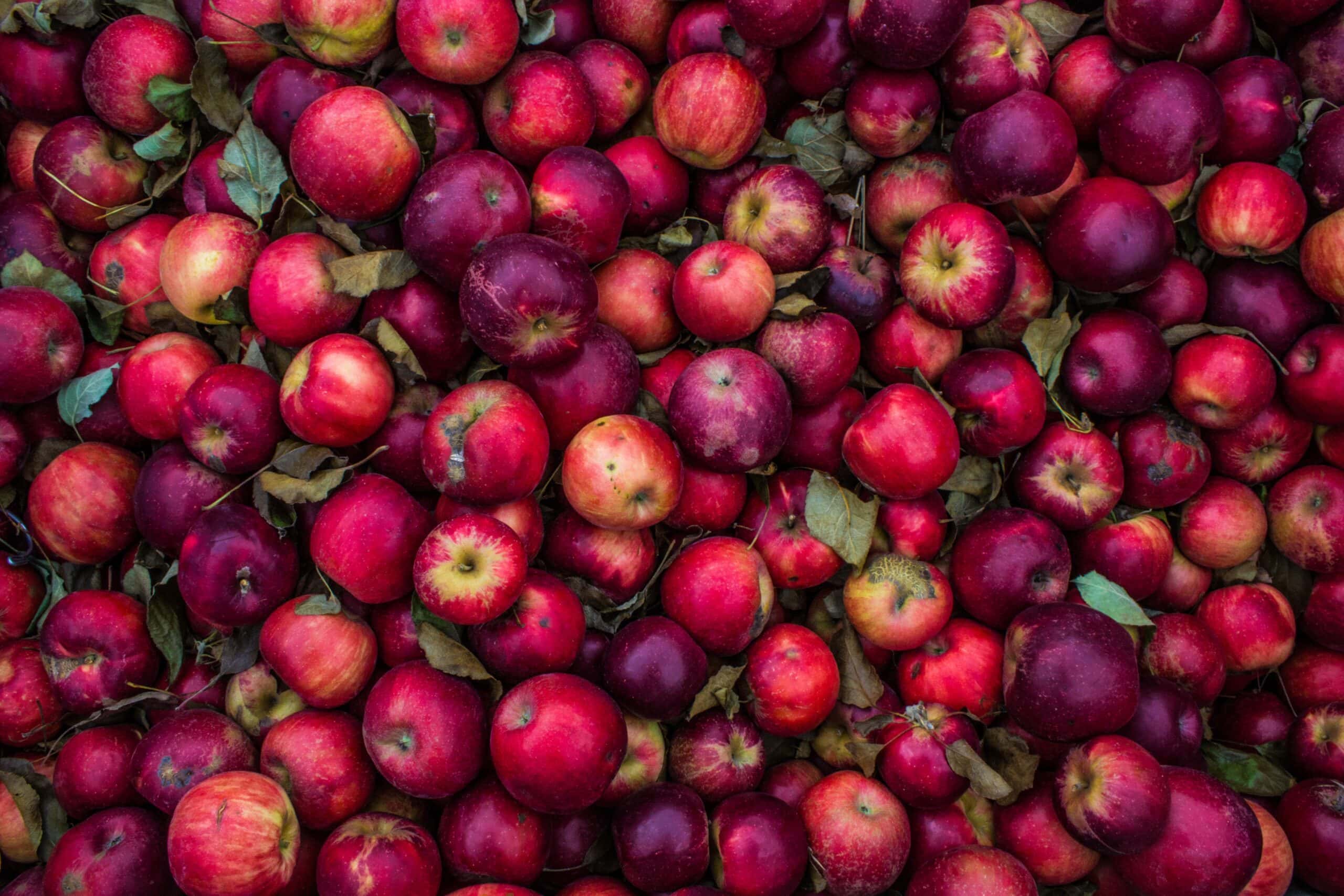 A pile of red apples with leaves on them.