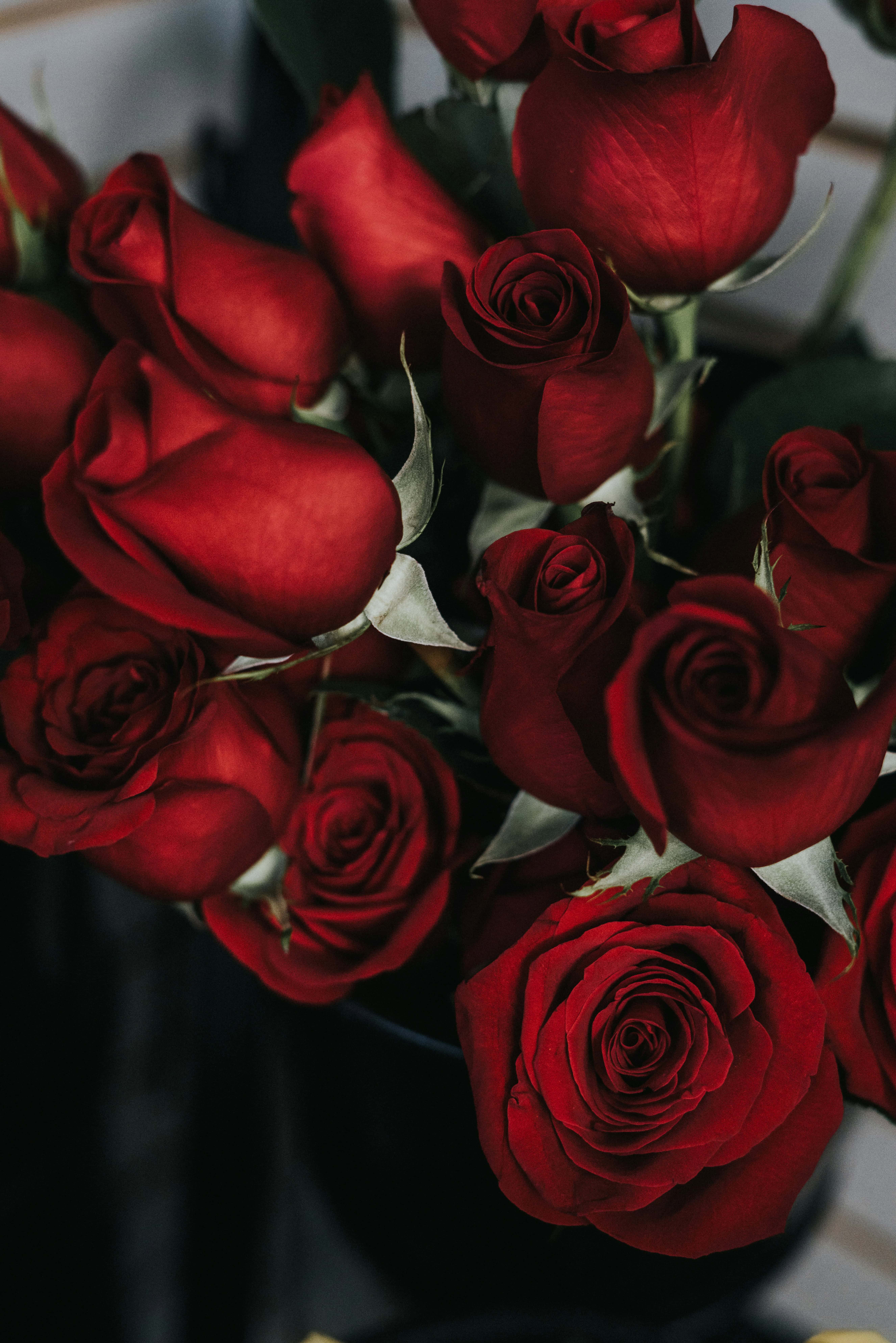 A close up of some red roses