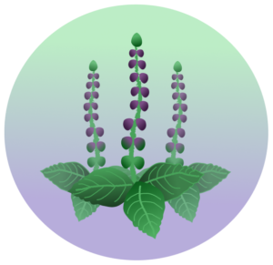 herbs